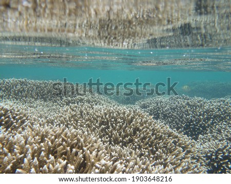 Beautiful coral reef in shallow water