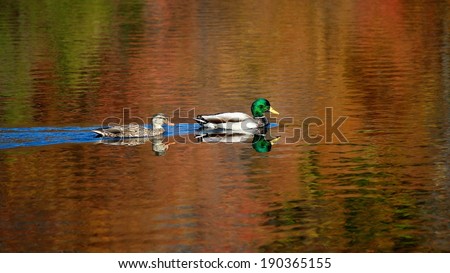 Autumn Swim Picture of two ducks swimming across a pond with the reflection of the autumn leaves in the  water.