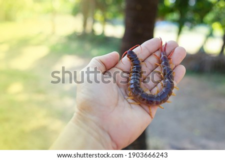 The big centipede had many legs and it was a poisonous creature, it was on a human's hand. Royalty-Free Stock Photo #1903666243