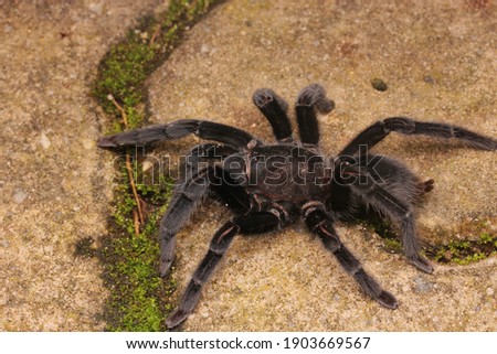 Black tarantula ( Selenocosmia sp.) 