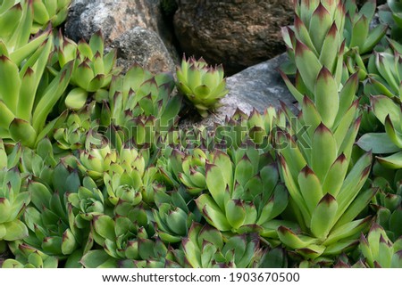 Group of an evergreen groundcover plant Sempervivum known as Houseleek in rockery