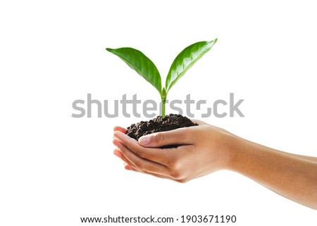 hand holding seeding plant and isolated white background Royalty-Free Stock Photo #1903671190