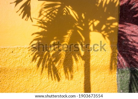Shadow of a palm tree on a yellow wall in Mexico