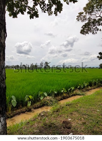 view of the sky from the rice fields