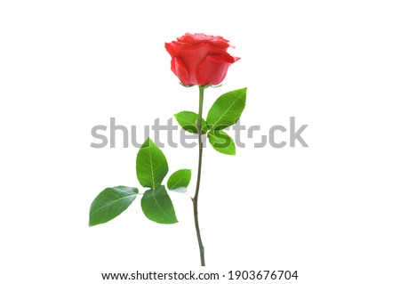 Beautiful red rose with green leaves on a white isolated background close up