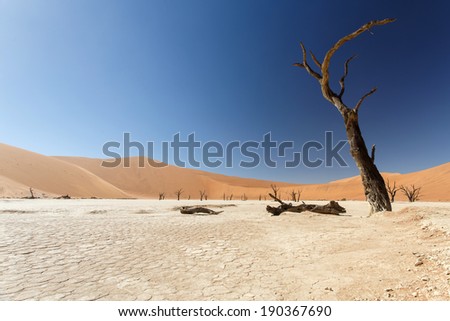 Dead Vlei - Sossusvlei in the Namib Desert, Namibia, Africa