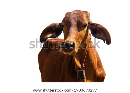 Cows Standing on a white background Clipping Path.