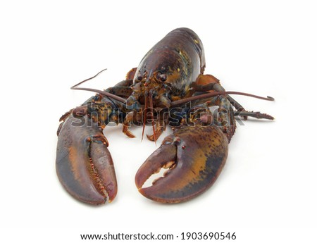 Fresh raw lobster isolated on white background, American lobster (Homarus americanus)  Royalty-Free Stock Photo #1903690546