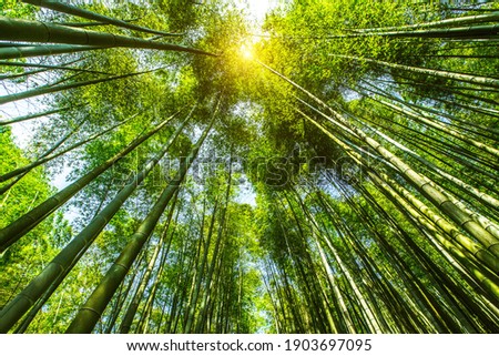bamboo area mountain in Shunan Bamboo Sea national park in yibin,Sichuan province,China Royalty-Free Stock Photo #1903697095