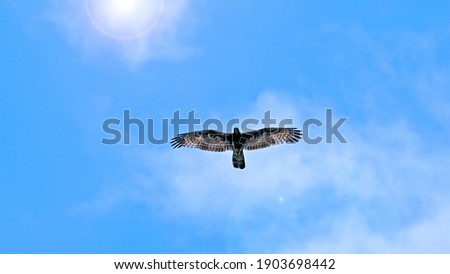 Eagle fly up towards the light