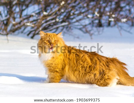 big red fluffy cat walks in the snow in Siberia