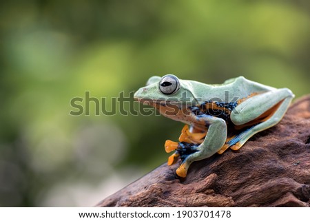 Black-webbed tree frog on a tree trunk