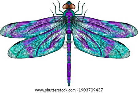 purple and blue dragonfly with delicate wings vector illustration Royalty-Free Stock Photo #1903709437
