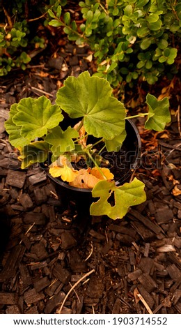 Green plant cuttings brown in black plastic pot with black bark background, dim lighting