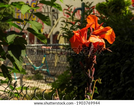 Orange flower with dark contrasts