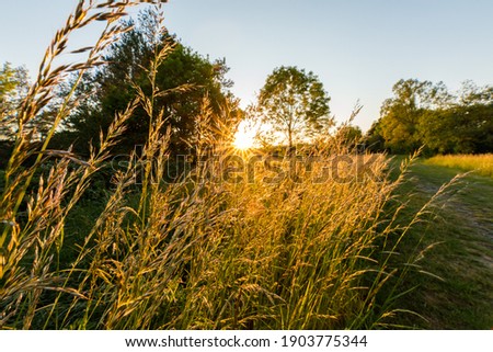 Grasses along the way enjoy the last rays of sunshine