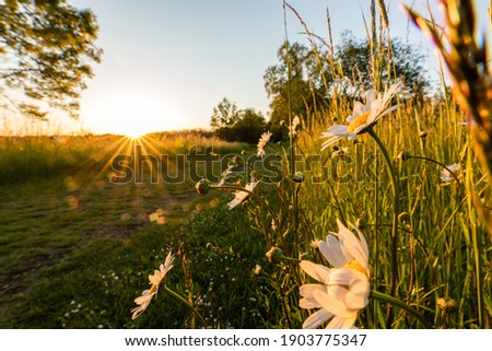 Grasses along the way enjoy the last rays of sunshine