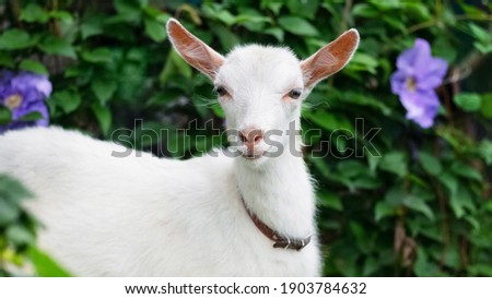 White young goat among the greenery and flowers