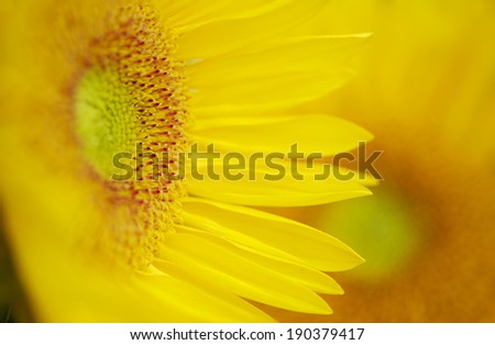 Tight focus on a Beautiful Yellow Sunflower...