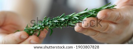 Close up of man holding fresh rosemary twig in hands while cooking recipe at home. Cooking recipes concept