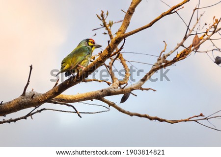 The coppersmith barbet, also called crimson-breasted barbet and copper smith, is an Asian barbet with crimson forehead and throat, known for its metronomic call that sounds similar to a coppersmith 