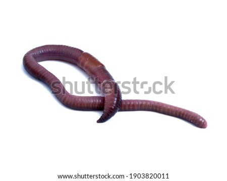 Earthworm on a white background. Family Lumbricidae. Royalty-Free Stock Photo #1903820011