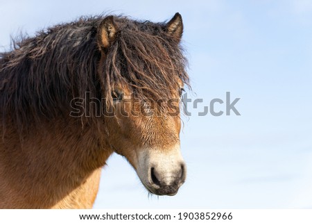 Head of a wild Exmoor pony, Eye closed, against a blue sky in nature reserve in Fochteloo, the Netherlands.