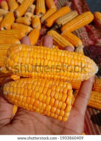 Close up capture of yellow corn. A man holding beautiful yellow ripe corn in hand. Photography of corn product. Fresh corn picture.