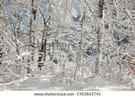 Wonderful forest with snow in winter season