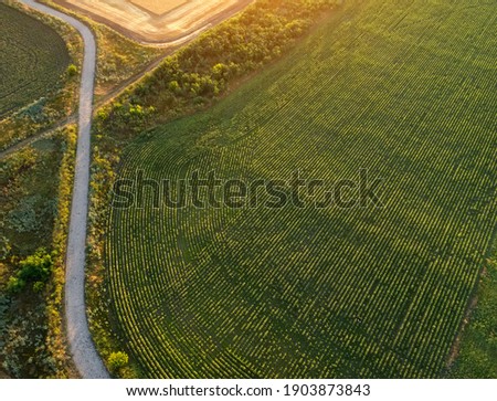 Road near the plantation and fields. Field during sunrise