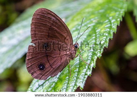 Brown-winged butterfly rests on top of a vibrant green leaf in the forest.