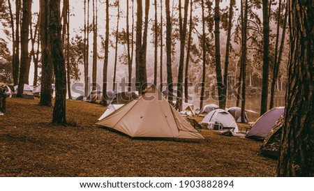Camping and tent under the pine forest in sunset at north of Thailand. Pang ung park and Morning in forest with camping in the mist, Pangung, Mae Hong Son, Thailand.