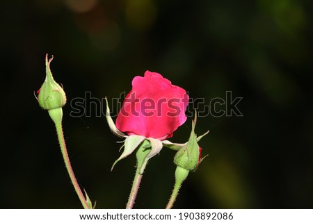 Beautiful fresh flower of red pink rose blooming in the garden, india