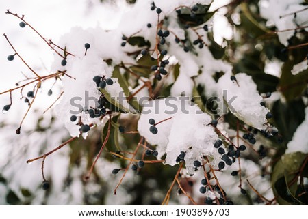 Close-up picture of branches with snow around them. Little details of the nature after a snow storm. Background concept. Selective focus