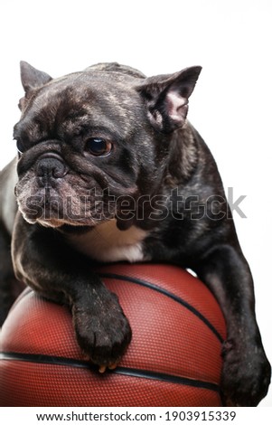 image of dog basketball white background