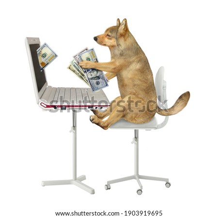A beige dog earns dollars from a laptop and takes them off the screen. White background. Isolated.