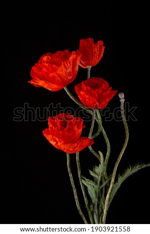 Flowering red garden poppies with bent stalks and undiscovered green buds on a black background. Poster, banner, card