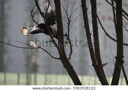 a picture of a bird on a branch in a park
