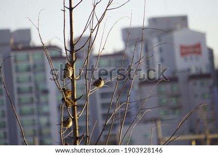a picture of a bird on a branch in a park