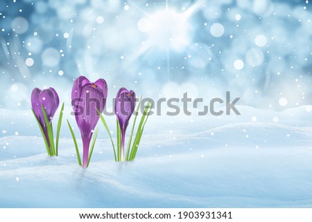 Beautiful crocuses growing through snow outdoors on sunny day, space for text. First spring flowers