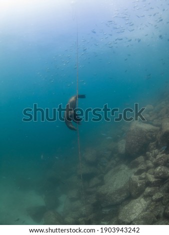 California sea lion playing with an anchor rope (La Paz, Baja California Sur, Mexico)