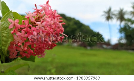 blurred view of red flower with natural background
