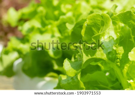 Hydroponic plants in vegetable garden farm in home. Selective focus on Green oak lettuces leafs in organic modern farm with copy space. Healthy and quality in smart agricultural
