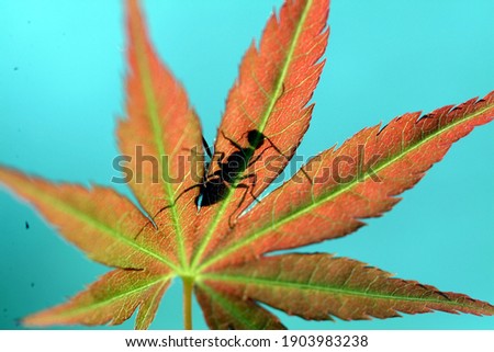 A very special photo of an ant silhouette attached to a maple leaf.