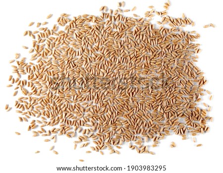 Spelt grain pile isolated on white background, top view