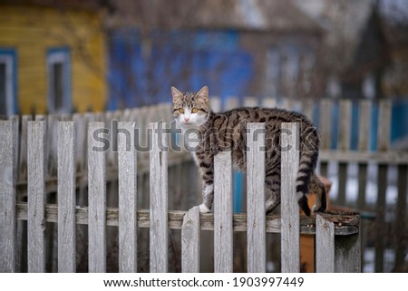 Photo of a striped village cat on the street.