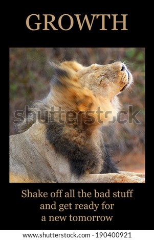 Inspirational poster: GROWTH - male lion shaking water off mane