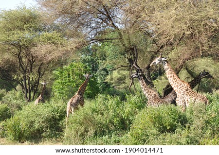 A group of Giraffe grazing