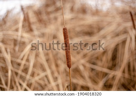 Dry cattail, marsh grass on a snowy background in winter. Cattail on brown stems. Close-up, picture for post, background