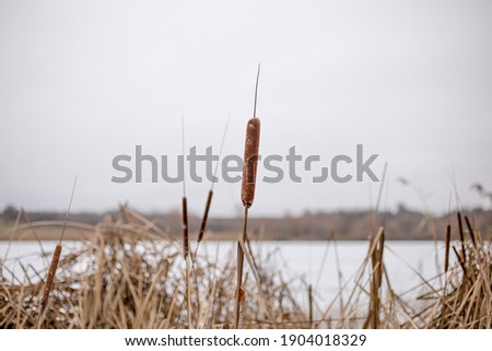 Dry cattail, marsh grass on a snowy background in winter. Cattail on brown stems. Close-up, picture for post, background